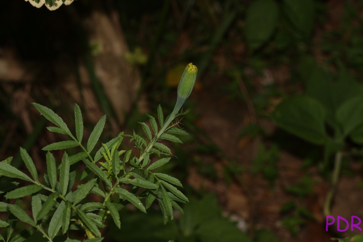 Tagetes erecta L.